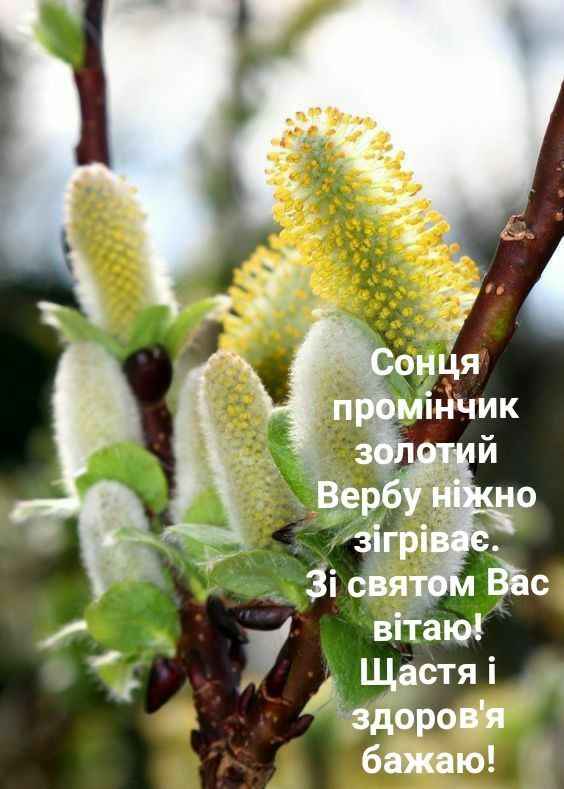 Привітання з Вербною неділею українською мовою
